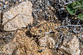 Coast Horned Lizard (Phrynosoma blainvillii) (16646073365).jpg