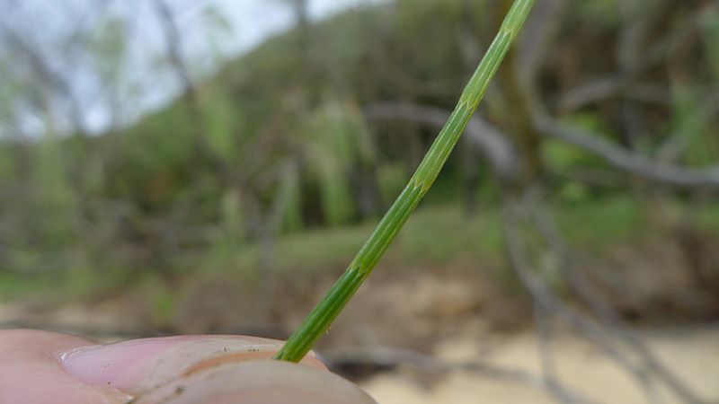 File:Coastal She-oak branchlet (8667032792).jpg