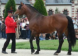 Normänner Cob-Hengst in der rassetypischen braunen Fellfarbe