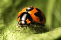 Transverse Ladybird (Coccinella transversalis), Austins Ferry, Tasmania, Australia