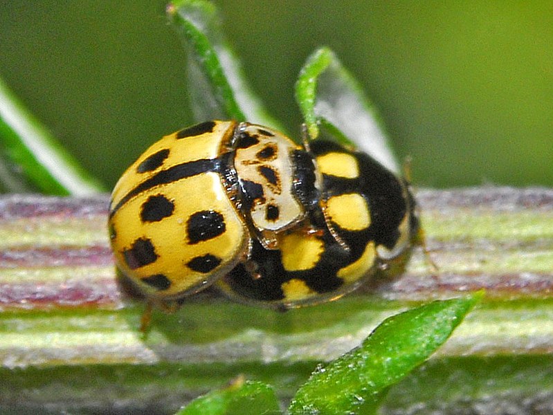 File:Coccinellidae - Propylea quatuordecimpunctata (mating).JPG