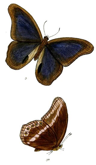 <i>Coelites</i> Genus of butterflies