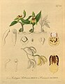 Coelogyne assamica plate 134, fig. II, 7-9. in: H. G. Reichenbach: Xenia orchidacea - vol. 2 (1874)