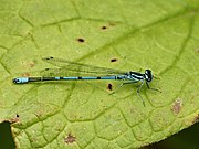 Coenagrion puella