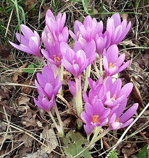 Colchicaceae Family of monocot flowering plants, in order Liliales