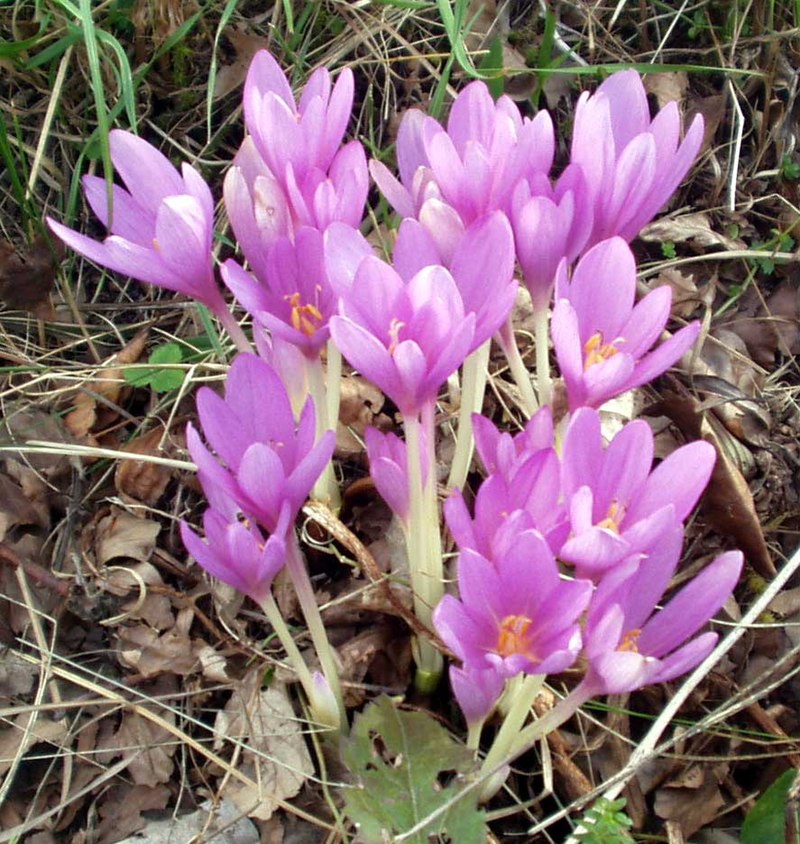 Colchicum autumnale Wikipedia