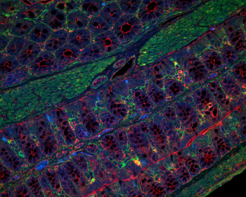 Immunofluorescence staining showing proximal part of the large intestine from 8 weeks old mouse. Abhimanu Pandey 16.5 7.500 out of 10, SD 2.132