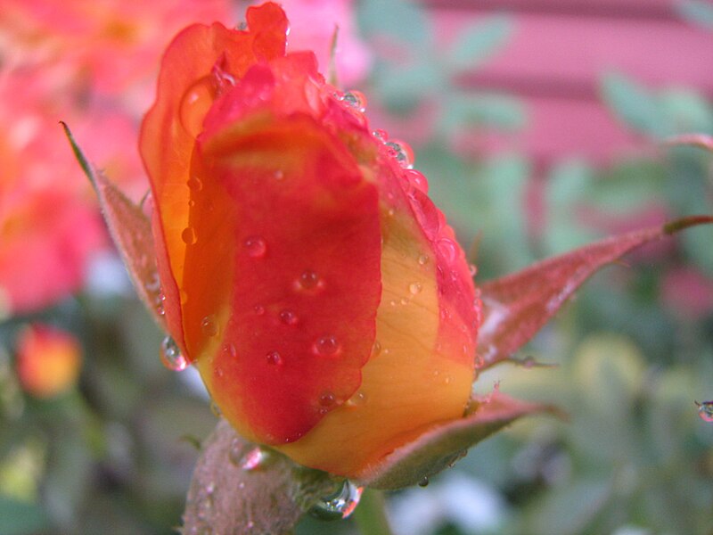 File:Colorful Rosebud (190250938).jpg