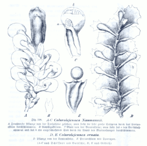 Colurolejeunea normannii (links) und C. ornata (rechts)