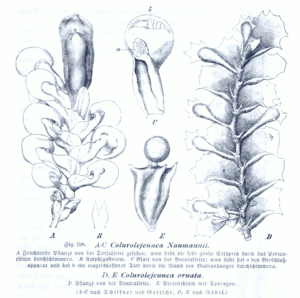 Colurolejeunea normannii (left) and C. ornata (right)