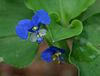 Commelina benghalensis W IMG 1549.jpg