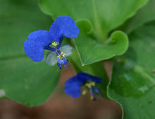 The distinctive involute unfurling of the leaf in most Commelinaceae can be seen in the background; also note the clawed petals, polymorphic stamens, and dimorphic petals in this species Commelina benghalensis W IMG 1549.jpg