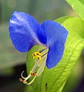 Miniatura para Commelina communis