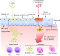 File:Commensals vs pathogens mechanism.svg