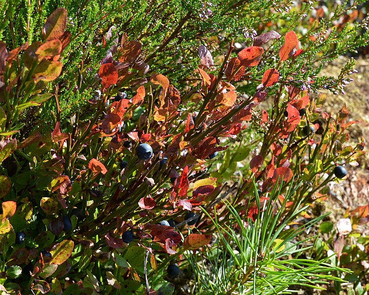 File:Common Bilberry (Vaccinium myrtillus) - Sandnes, Norway 2021-08-02.jpg