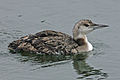Common Loon in Maine RWD.jpg