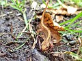 Thumbnail for File:Common Newt - geograph.org.uk - 4573792.jpg