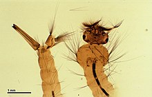 Magnified image of the tail end and the head of C. pipiens during the larval stage of development. Common house mosquito (247 26A) Total preparation; larva.jpg