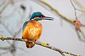 Common kingfisher vocalising.jpg