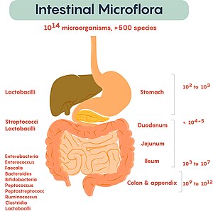 Composition and distribution of gut microbiota in human body Composition and distribution of intestinal microflora.jpg