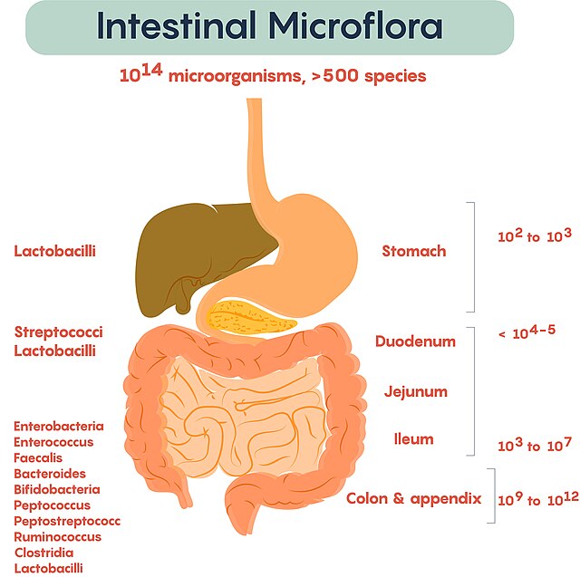 Composition and distribution of gut microbiota in human body
