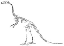 Skeletal reconstruction by Marsh, 1896 Compsognathus longipes.jpg