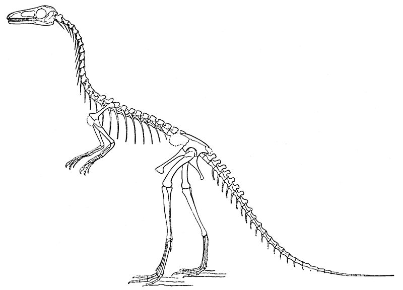 File:Compsognathus longipes.jpg