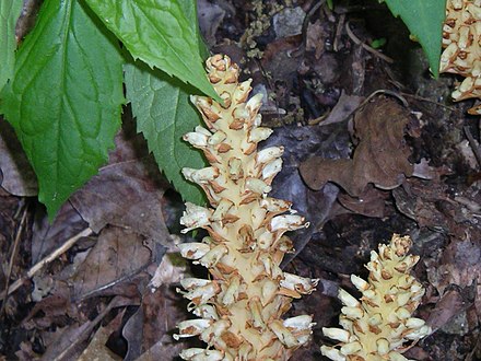 Conopholis americana (squawroot) Conophilus.jpg