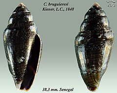 Description de l'image Conus bruguieresi 1.jpg.