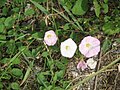 Convolvulus arvensis