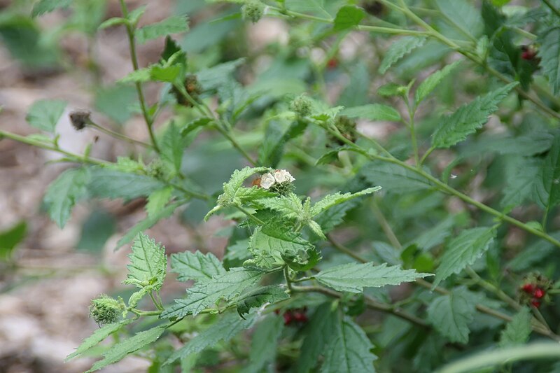 File:Cordia globosa 0zz.jpg