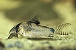 Thumbnail for Corydoras septentrionalis