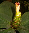 Vignette pour Costus malortieanus