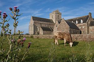 Cow in front of the Abbey, Iona, with thistle (15064322478).jpg