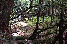 Ferns in one of many natural Coast Redwood undergrowth settings Santa Cruz, CA