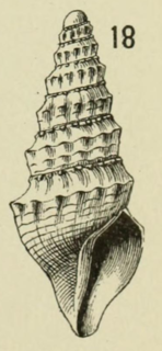 <i>Crassispira premorra</i> Species of gastropod