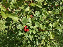 Crataegus flabellata.jpg 