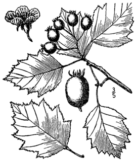 <i>Crataegus macrosperma</i> Species of hawthorn