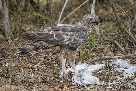 Crested hawk-eagle (Nisaetus cirrhatus ceylanensis) feeding on egret