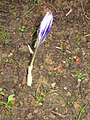 Crocus cancellatus subsp. mazziaricus