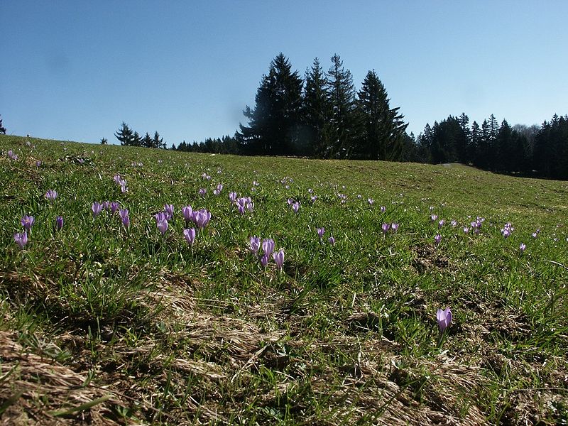 File:Crocus vernus habitat.jpg