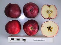 Cross section of Young America, National Fruit Collection (acc. 1954-090) .jpg