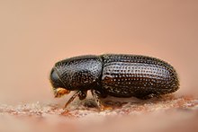 Kripturgus pusillus (32330926065) .jpg