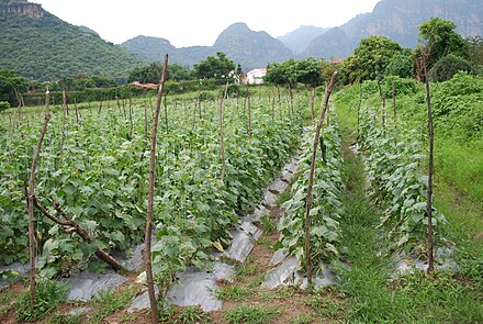 Cucumber field in Tlayacapan