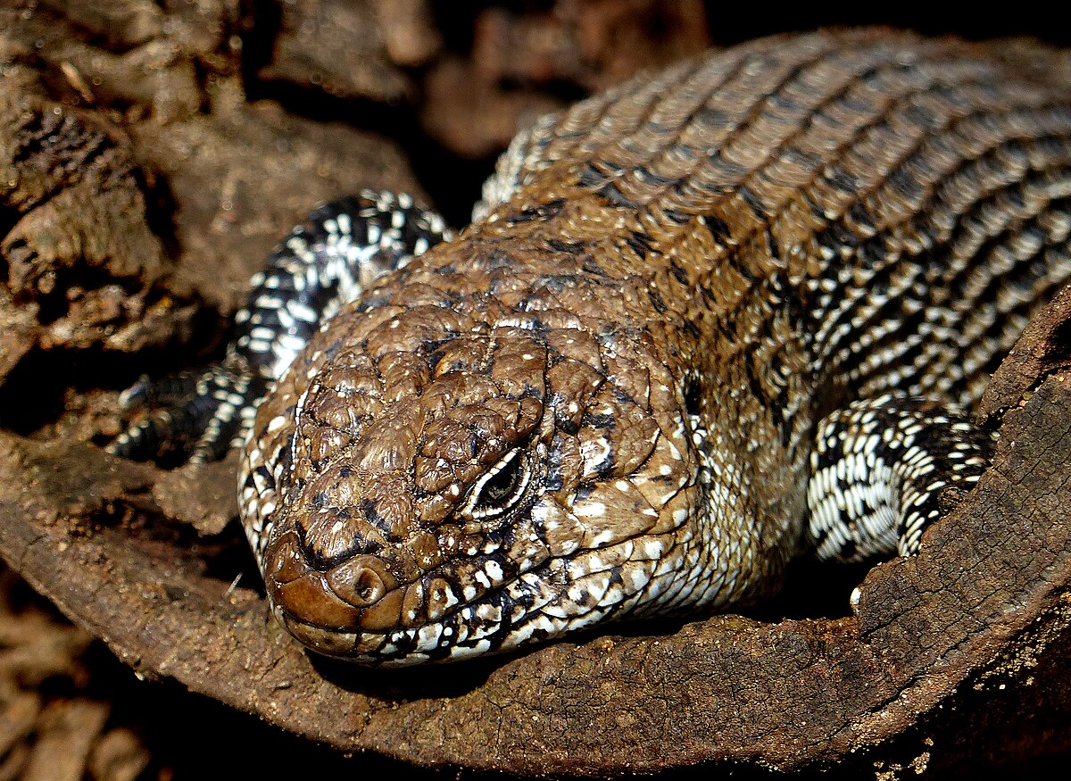 La serpiente es un vertebrado