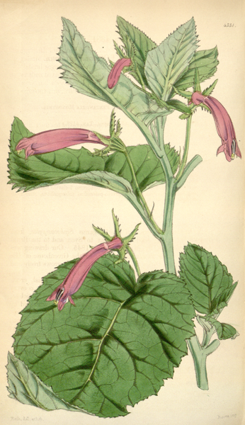 File:Curtis's Botanical Magazine, Plate 4331 (Volume 73, 1847).png