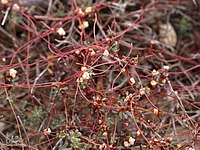 Vilina kosa, Cuscuta epithymum