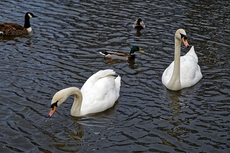 File:Cygnus olor white swans at Lordship Recreation Ground Haringey London England 1.jpg