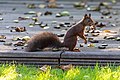 * Nomination Squirrel in the garden in Hausdülmen, Dülmen, North Rhine-Westphalia, Germany --XRay 03:49, 22 October 2021 (UTC) * Promotion Very cute and good quality. -- Ikan Kekek 04:02, 22 October 2021 (UTC)