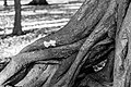 * Nomination Tree root in game reserve in Dülmen, North Rhine-Westphalia, Germany --XRay 04:46, 8 January 2021 (UTC) * Promotion Good quality.--Agnes Monkelbaan 05:22, 8 January 2021 (UTC)